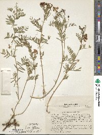 Vicia multicaulis image