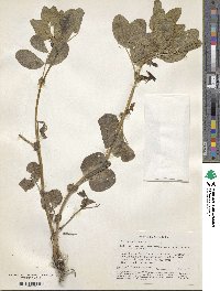 Vicia narbonensis image