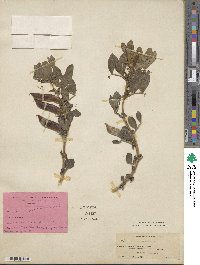 Vicia narbonensis image