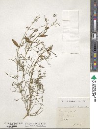 Vicia peregrina image