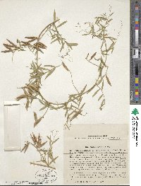 Image of Vicia biennis