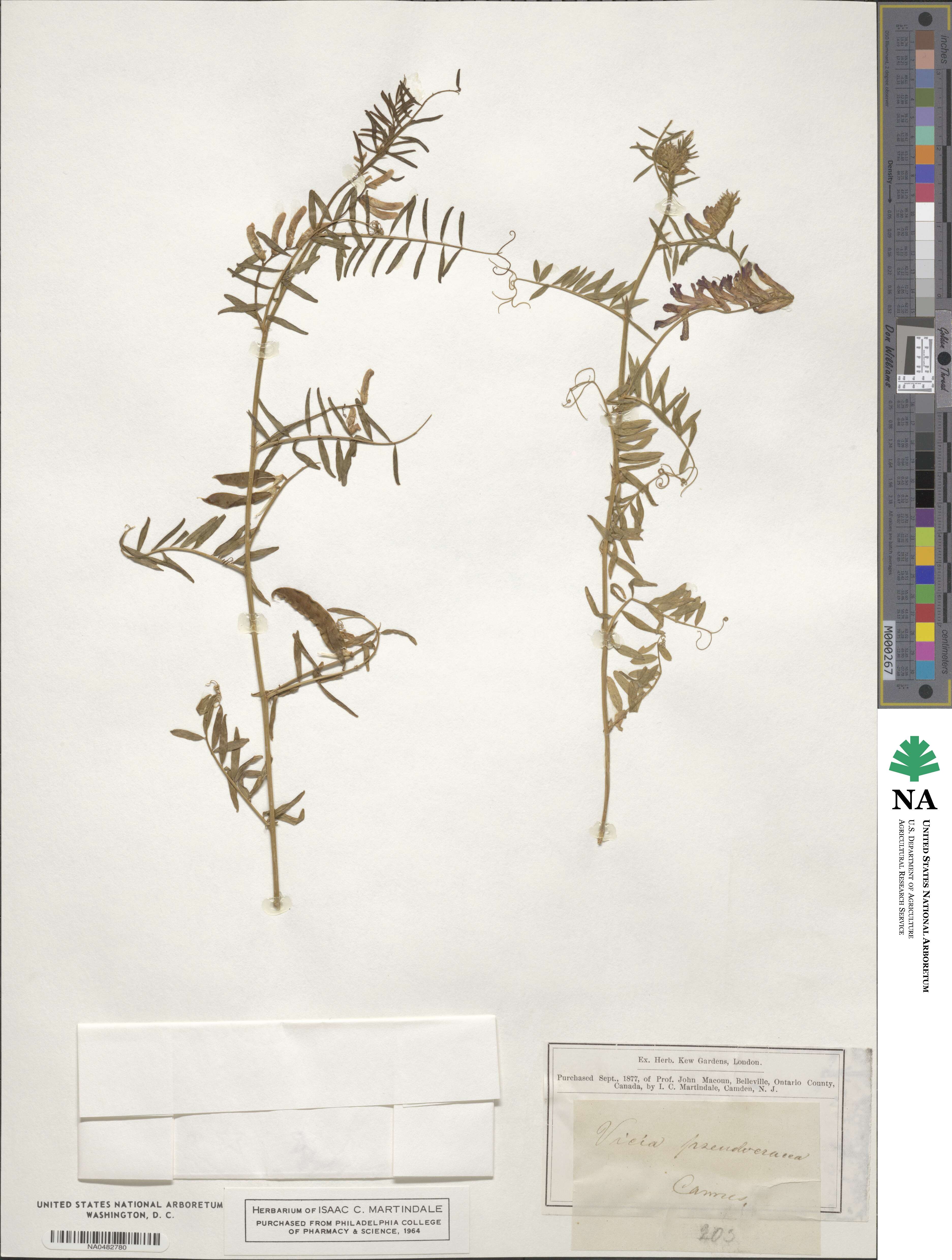 Vicia villosa subsp. ambigua image
