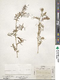 Vicia villosa image