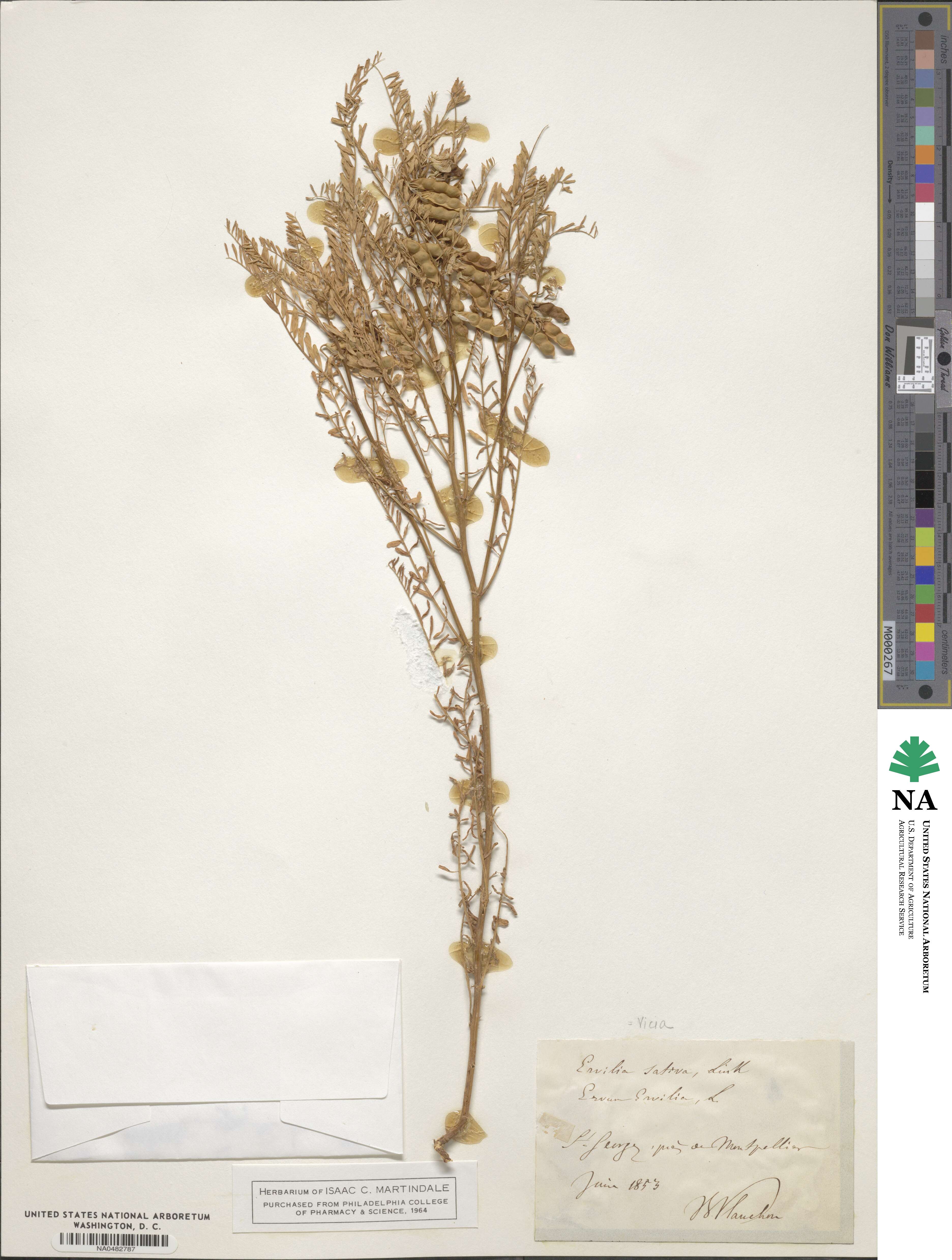 Vicia image