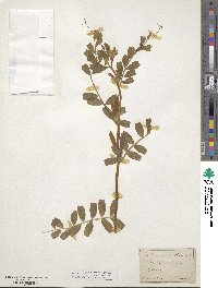 Vicia sativa image