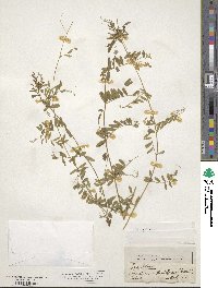 Vicia sativa image