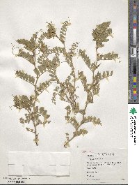 Vicia sativa image