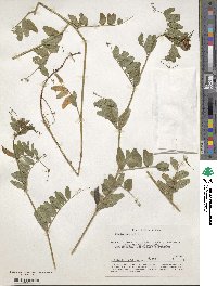 Vicia sepium image