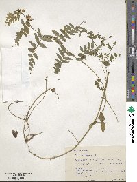 Vicia sepium image