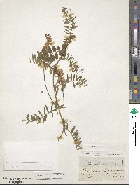 Vicia sepium image