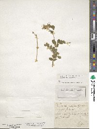 Vicia sepium image