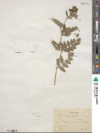 Vicia sepium image