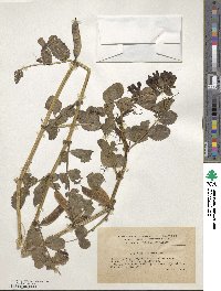 Vicia serratifolia image