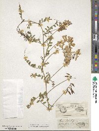 Vicia sylvatica image