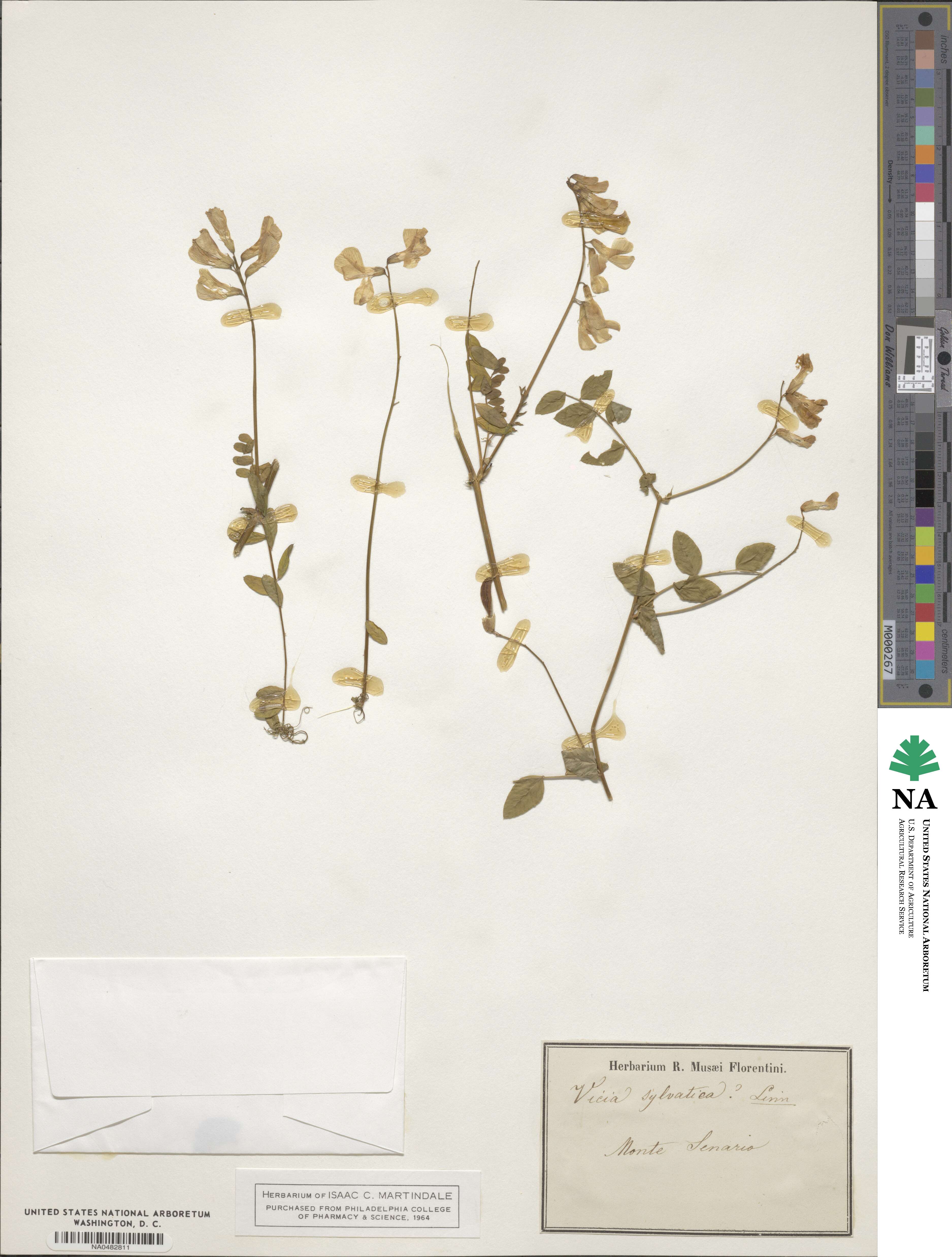 Vicia sylvatica image
