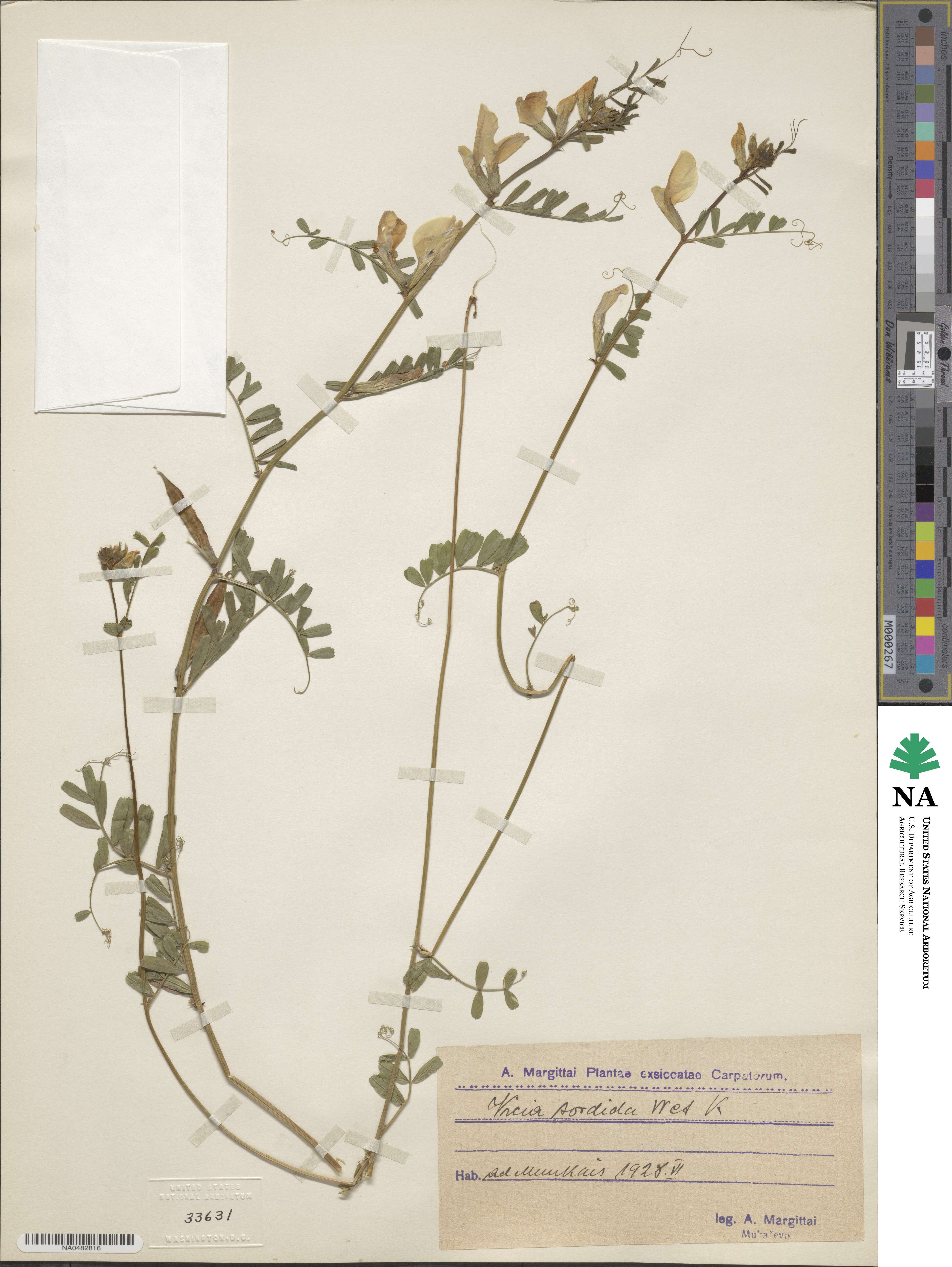 Vicia sordida image