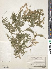 Vicia tenuifolia image