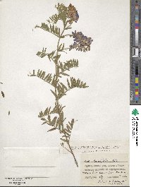 Vicia tenuifolia image