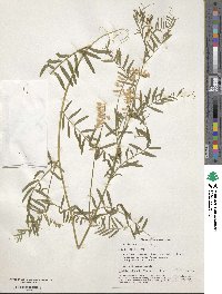 Vicia tenuifolia image