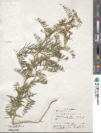 Vicia tenuifolia image