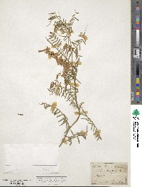 Vicia tenuifolia image