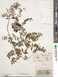 Vicia tenuifolia image