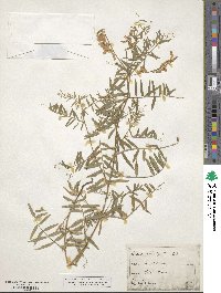 Vicia tenuifolia image