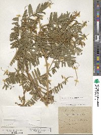 Vicia tenuifolia image