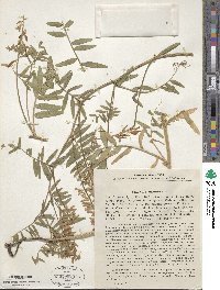 Vicia tenuifolia image