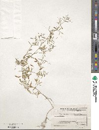 Vicia tetrasperma image