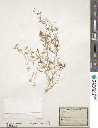 Vicia tetrasperma image