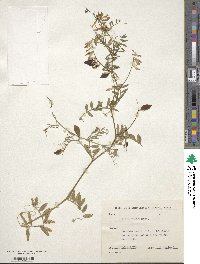 Vicia villosa subsp. varia image