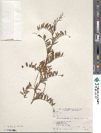 Vicia amoena image