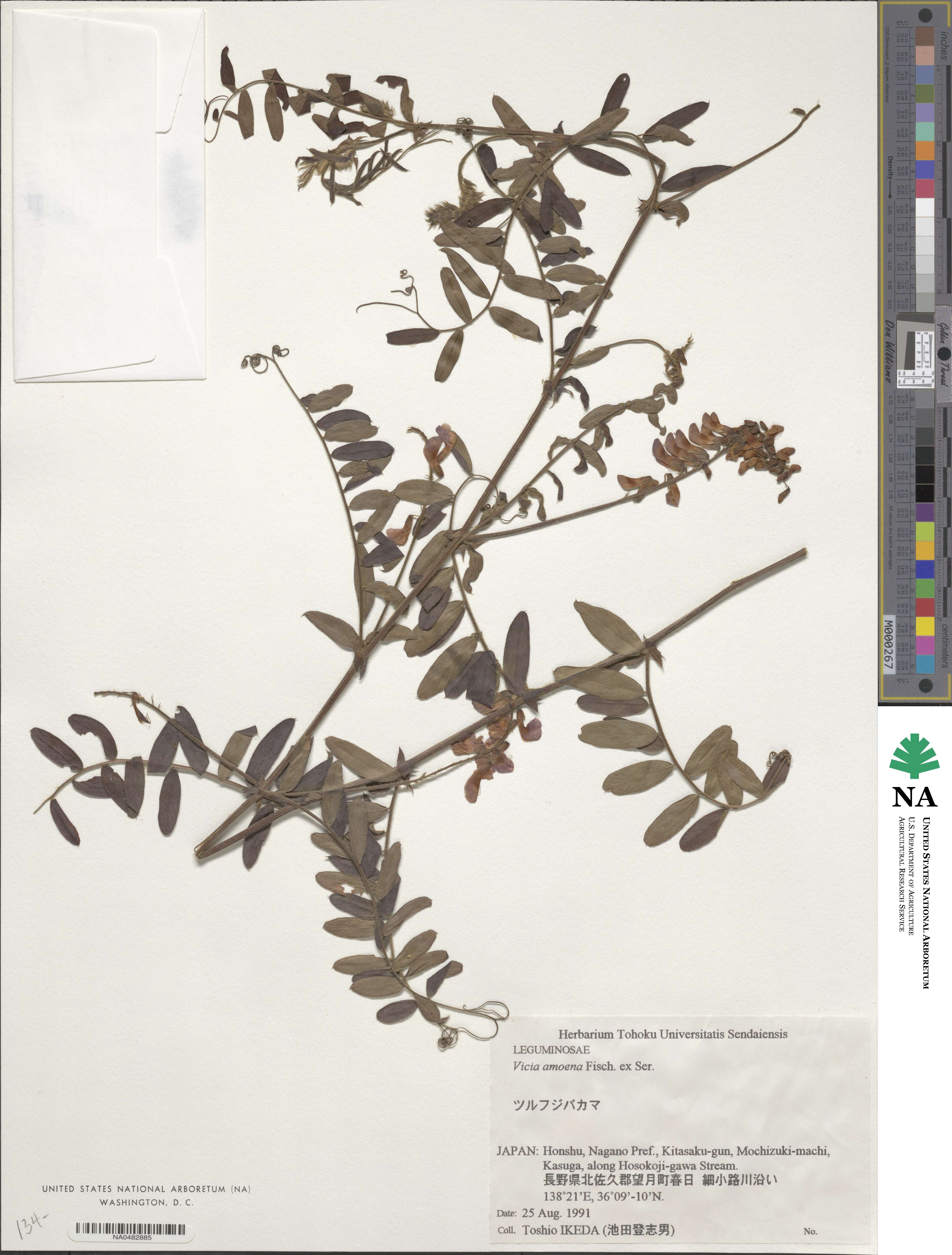 Vicia amoena image