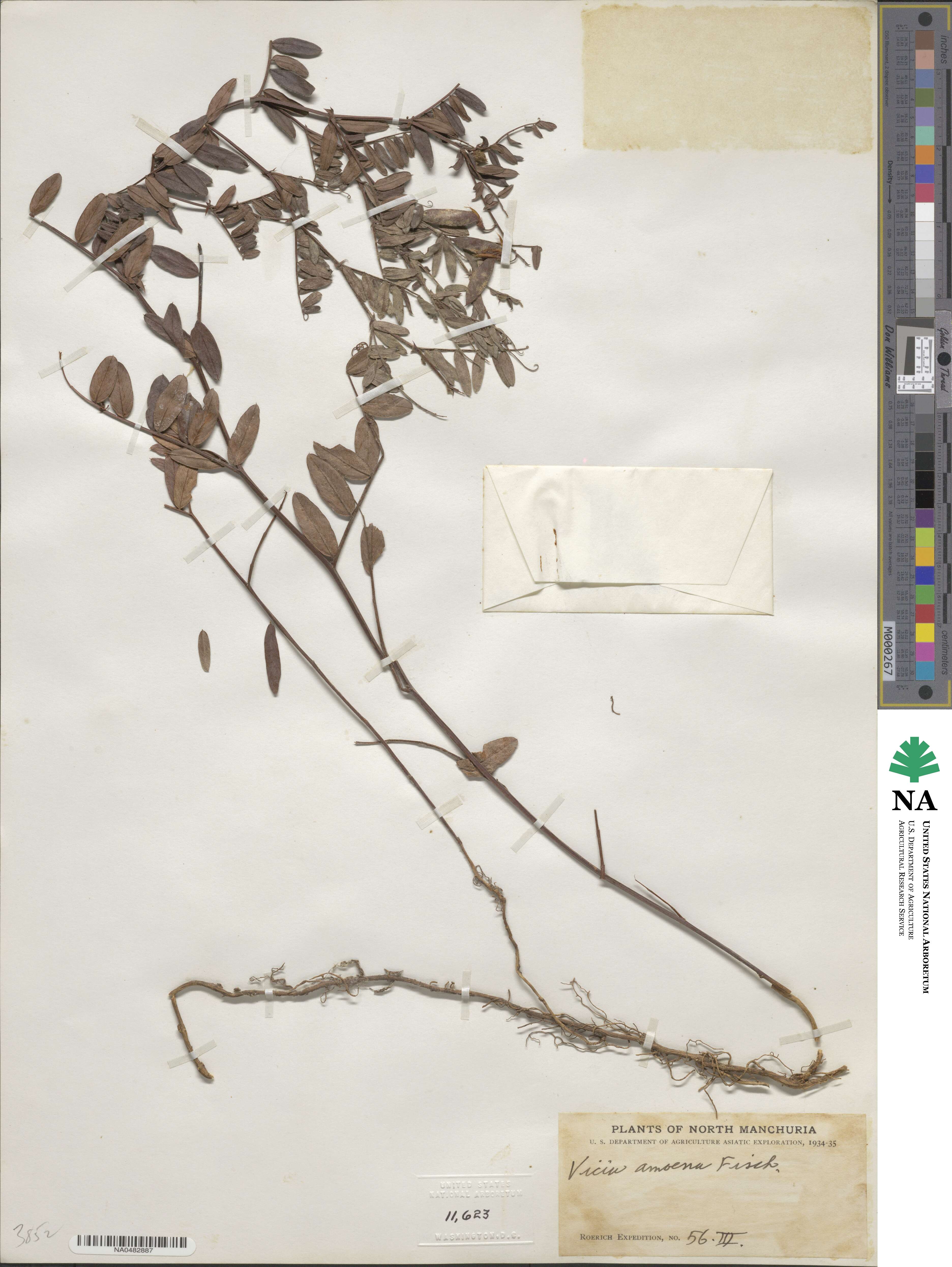 Vicia amoena image