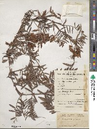 Vicia amoena image