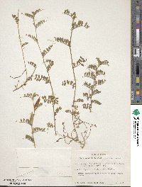 Vicia sativa subsp. amphicarpa image