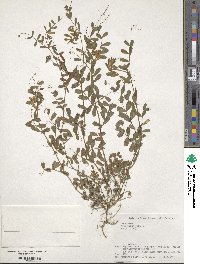 Vicia angustifolia image