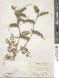 Vicia sativa subsp. nigra image