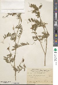 Vicia benghalensis subsp. benghalensis image