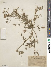 Vicia benghalensis subsp. benghalensis image