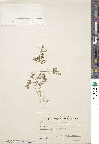 Image of Vicia cypria