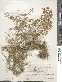 Vicia dalmatica image