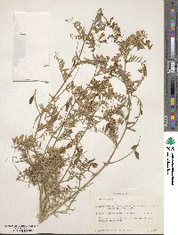 Vicia villosa subsp. varia image