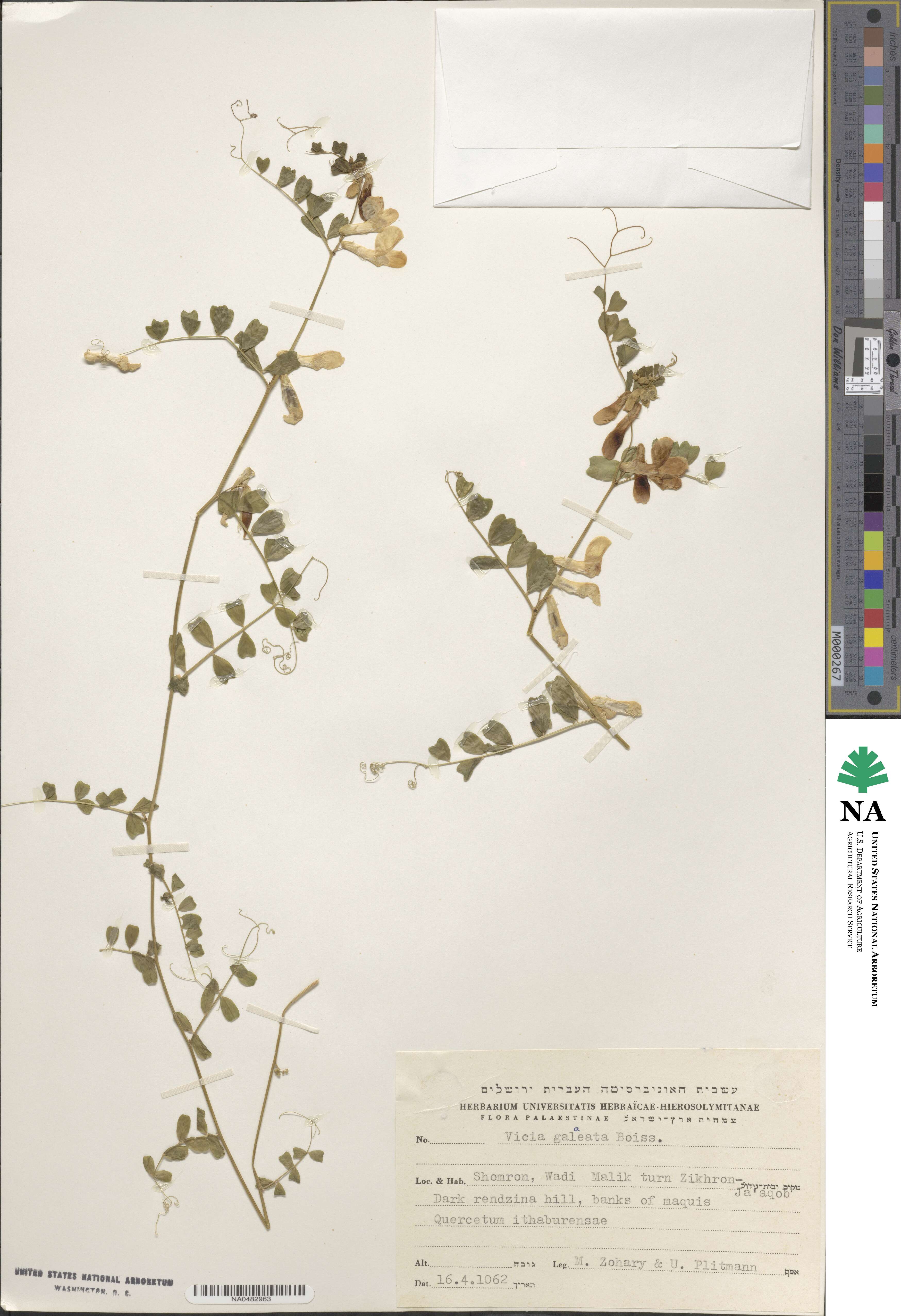 Vicia galeata image