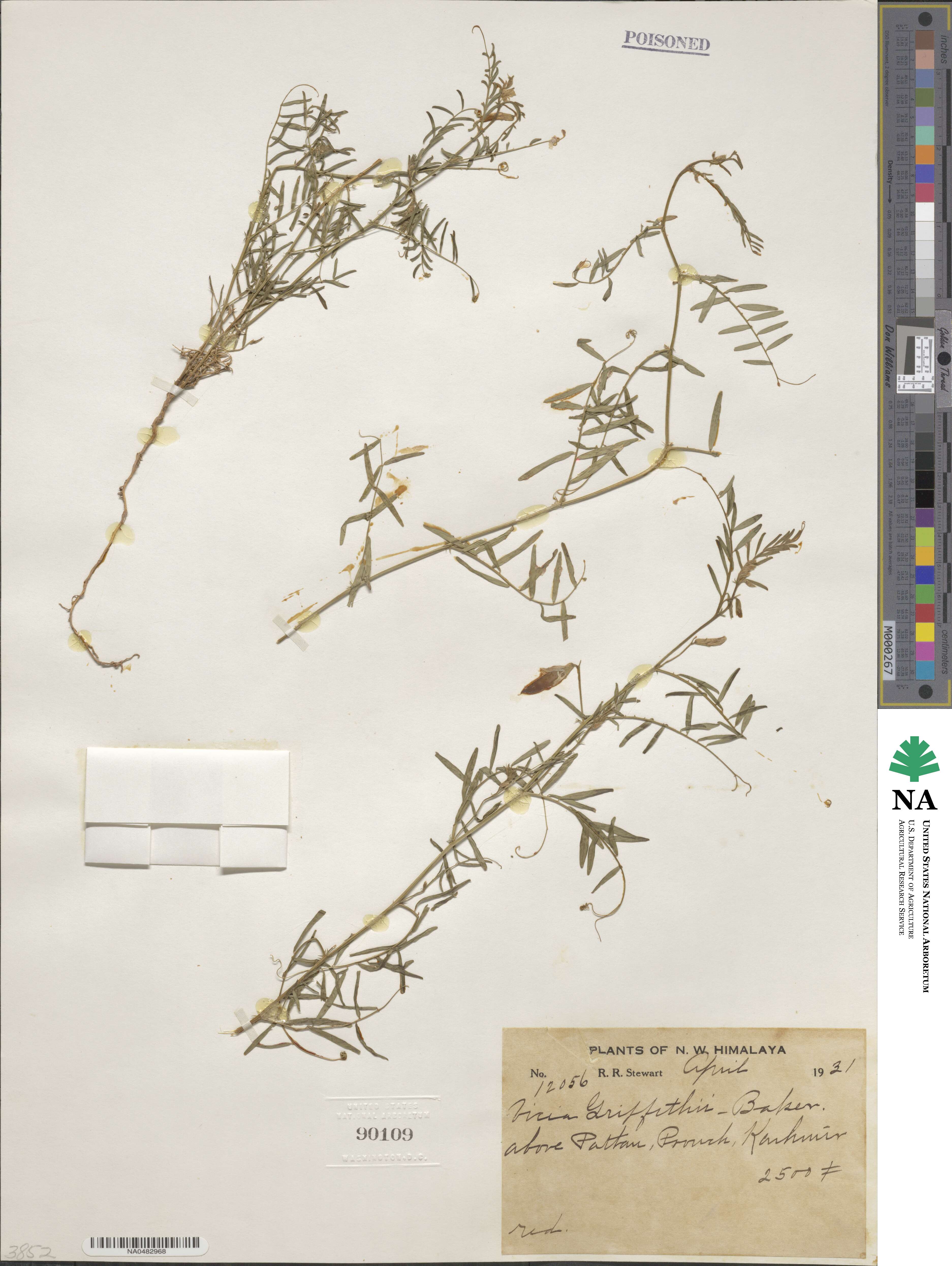 Vicia monantha subsp. monantha image