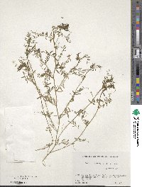 Vicia hirsuta image