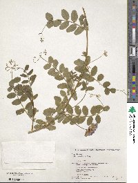 Vicia japonica image