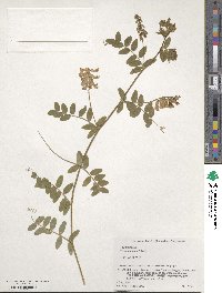 Vicia japonica image