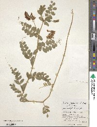 Vicia japonica image